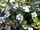 Cotoneaster dammeri